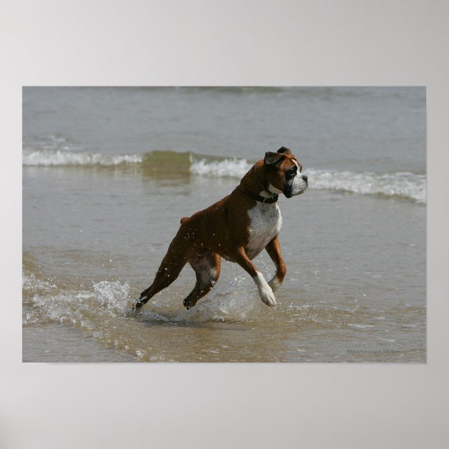 Poster Chien de boîte dans l'eau (Devant)