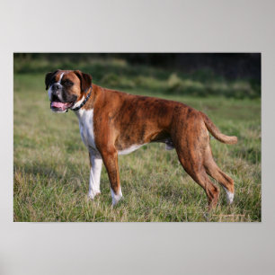 Poster Chien de boîte debout