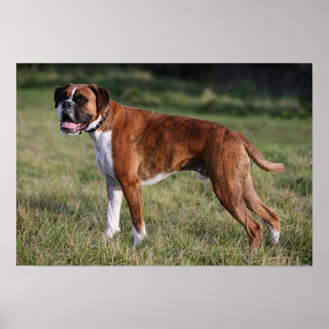 Poster Chien de boîte debout (Devant)