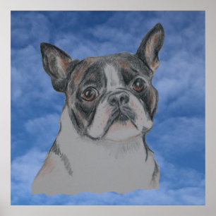 Poster Chien de Boston Terrier