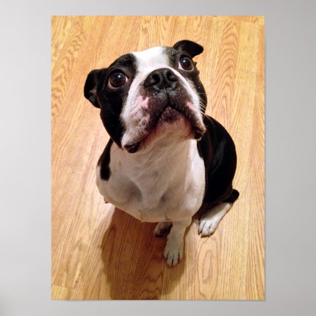 Poster Chien de Boston Terrier (Devant)