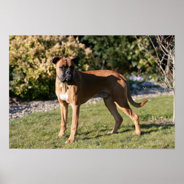 Poster Chien de boxe de la faune debout (Devant)