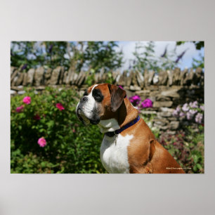 Poster Chien de boxeur en fleurs