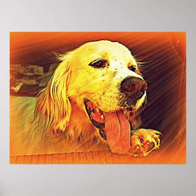 Poster Chien de chasse à l'setter anglais (Devant)