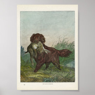 Poster Chien de chasse du récupérateur