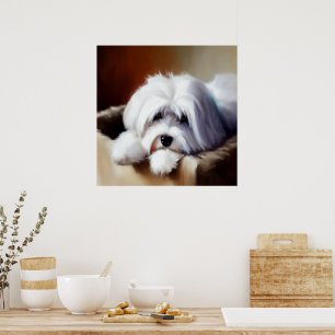 Poster Chien de Coton de Tulear
