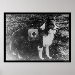 Poster Chien de Croix-Rouge en Italie 1909