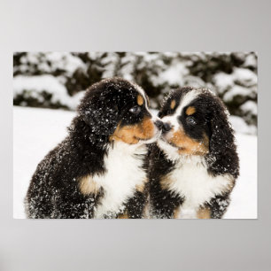 Poster Chien de Montagne Bernese Chien Chien Chien Chien 