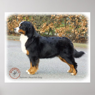 Poster Chien de montagne bernois 9T066D-221
