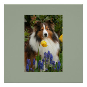 Poster Chien de mouton de schetland en fleurs