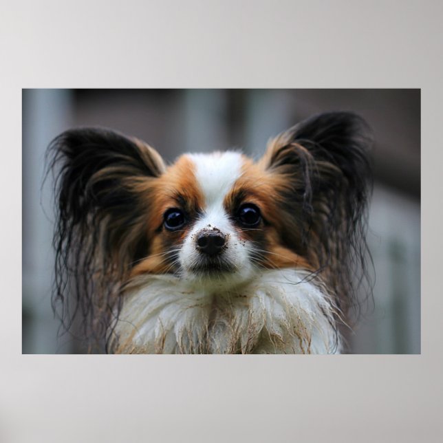 Poster Chien de papillon mou (Devant)