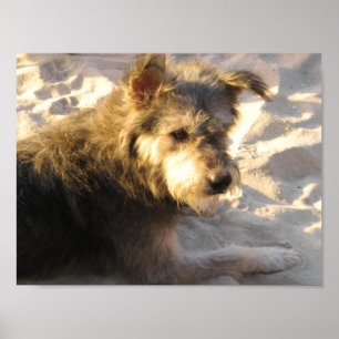 Poster Chien de plage thaïlandais
