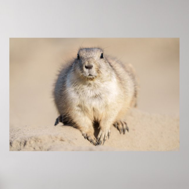 Poster Chien de prairie solitaire dans le sable (Devant)