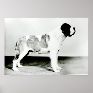 Poster Chien de St. Bernard