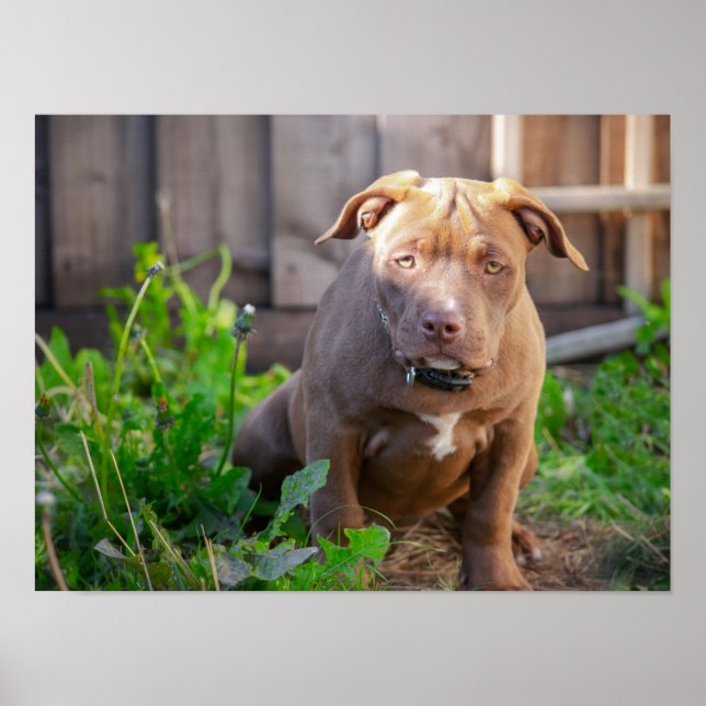 Poster Chien de taureau américain (Devant)