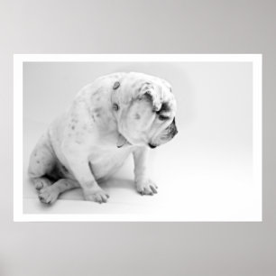 Poster Chien de taureau blanc