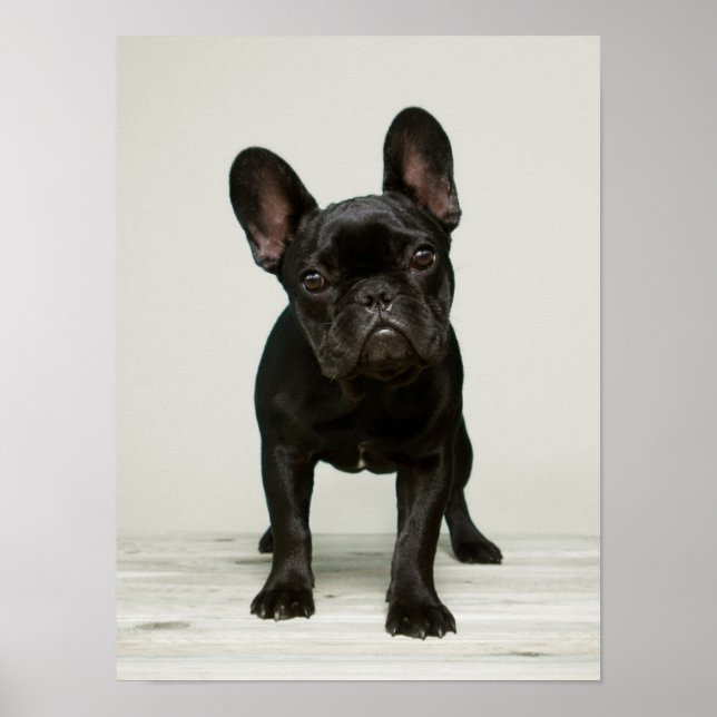 Poster Chien de taureau français (Devant)