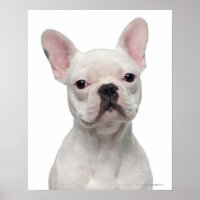 Chien de taureau français (5 mois)