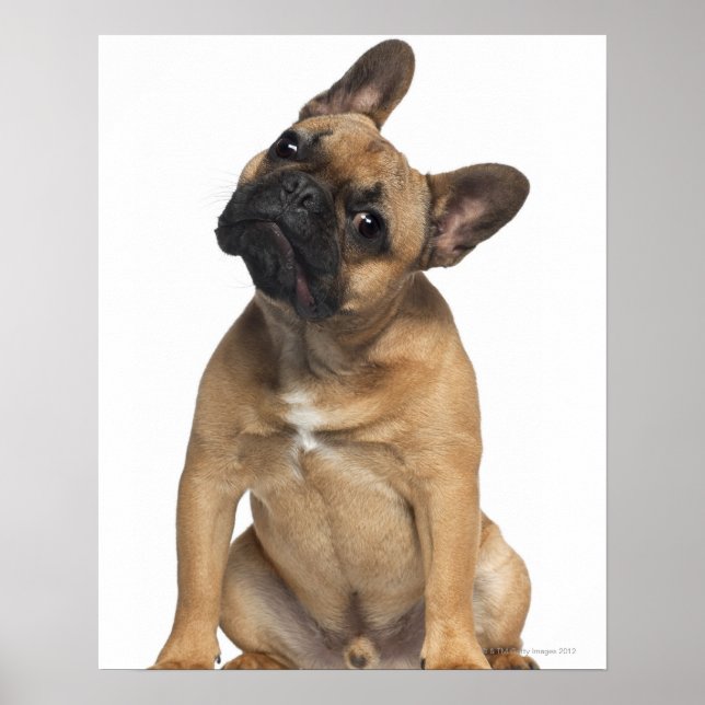Poster Chien de taureau français (7 mois) (Devant)