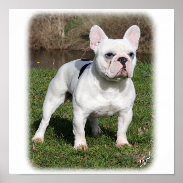 Poster Chien de taureau français 9Y202D-134 (Devant)