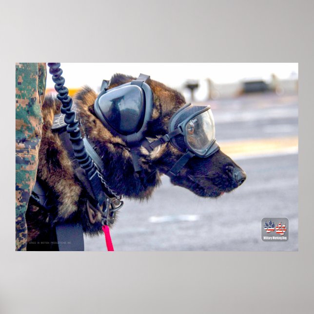 POSTER CHIEN DE TRAVAIL MILITAIRE AMÉRICAIN (Devant)