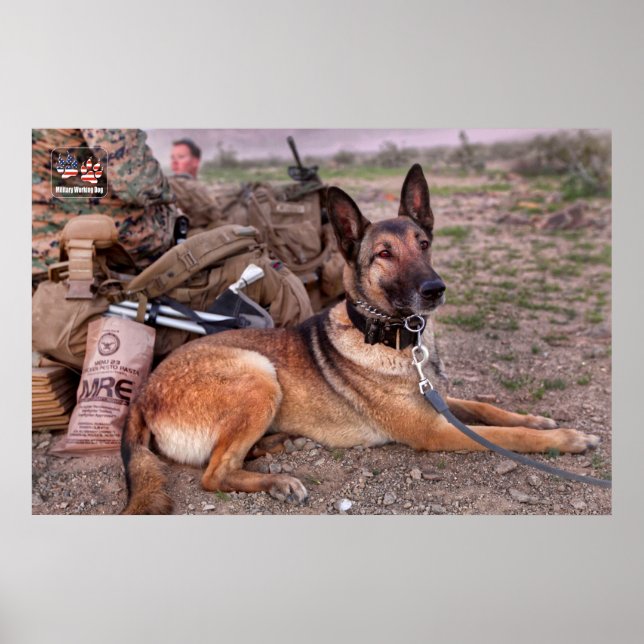 POSTER CHIEN DE TRAVAIL MILITAIRE AMÉRICAIN (Devant)
