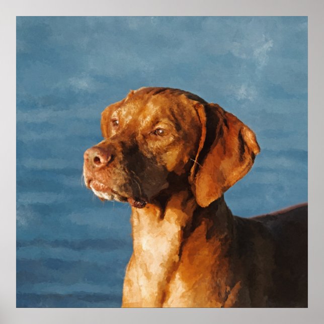 Poster Chien de Vizsla - Honte hongroise (Devant)