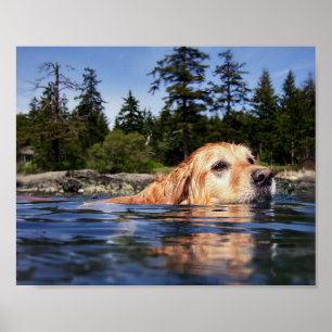Poster Chien d'eau - Tirages d'art