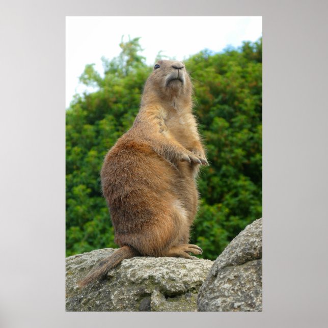 Poster Chien des Prairies (Devant)