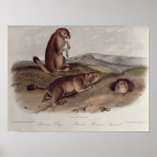 Poster Chien des Prairies de 'Quadrupeds of North America