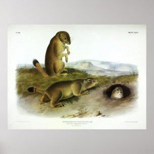 Poster Chien des Prairies, Marmot des Prairies, écureuil 