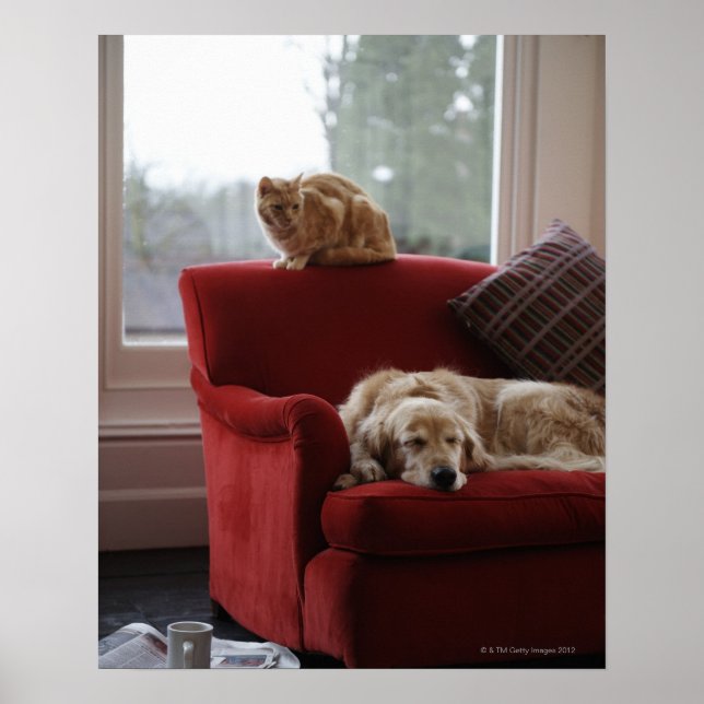 Poster Chien d'or avec chat tabby gingembre (Devant)