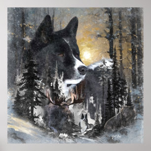 Poster Chien d'ours karélien
