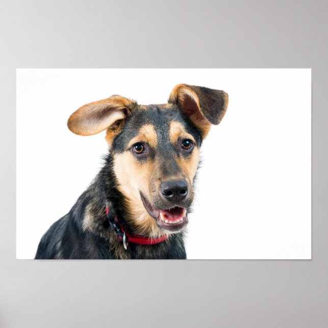Poster Chien drôle chiot (Devant)