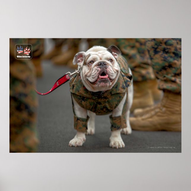 POSTER CHIEN DU SERVICE MILITAIRE AMÉRICAIN (Devant)