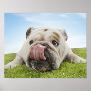 Poster Chien en à bulles sur les lèvres de prélèvement d'