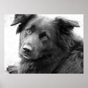 Poster Chien en noir et blanc