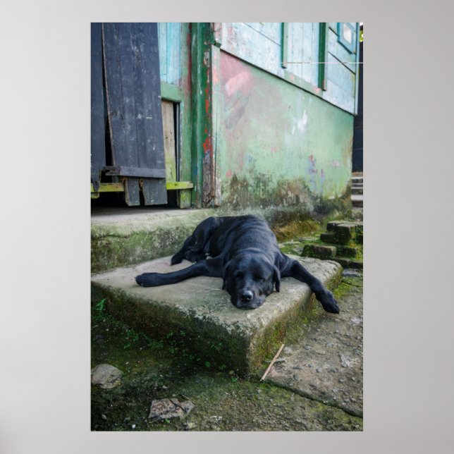 Poster Chien endormi (Devant)