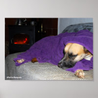 Chien endormi près de la cheminée