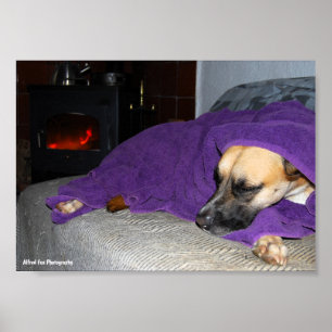 Poster Chien endormi près de la cheminée