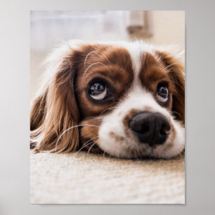 Poster Chien Espagnol Coqueur Triste