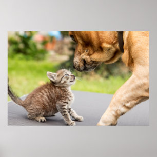 Poster Chien et chat des images   de Getty dans l'amour