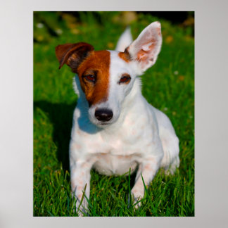 Poster Chien Fox Terrier.