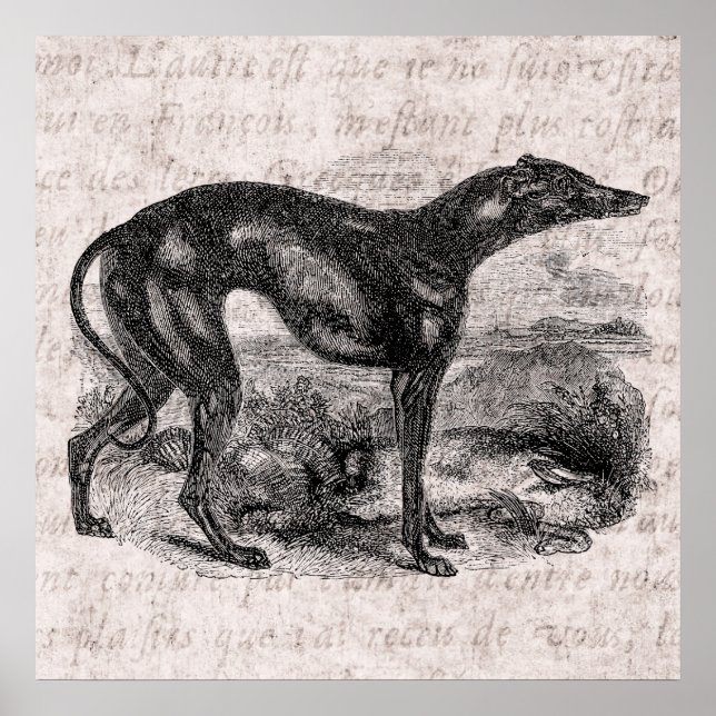 Poster Chien Greyhound vintage des années 1800 Chiens Gre