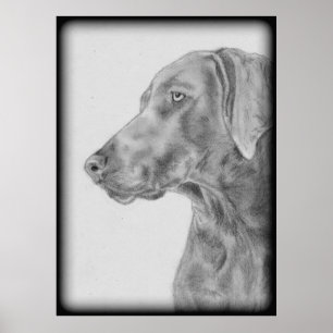 Poster Chien gris Weimaraner