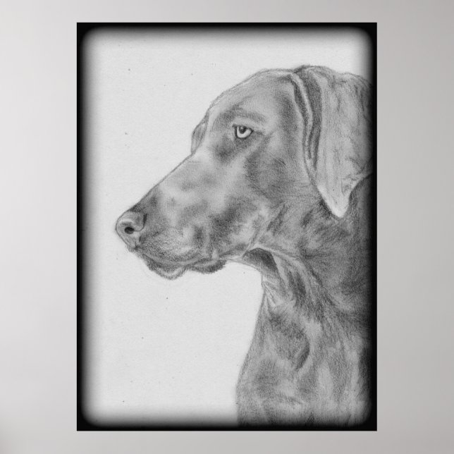 Poster Chien gris Weimaraner (Devant)
