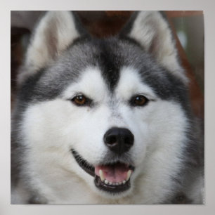 Poster Chien Husky