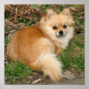 Poster Chien Kleinspitz allemand