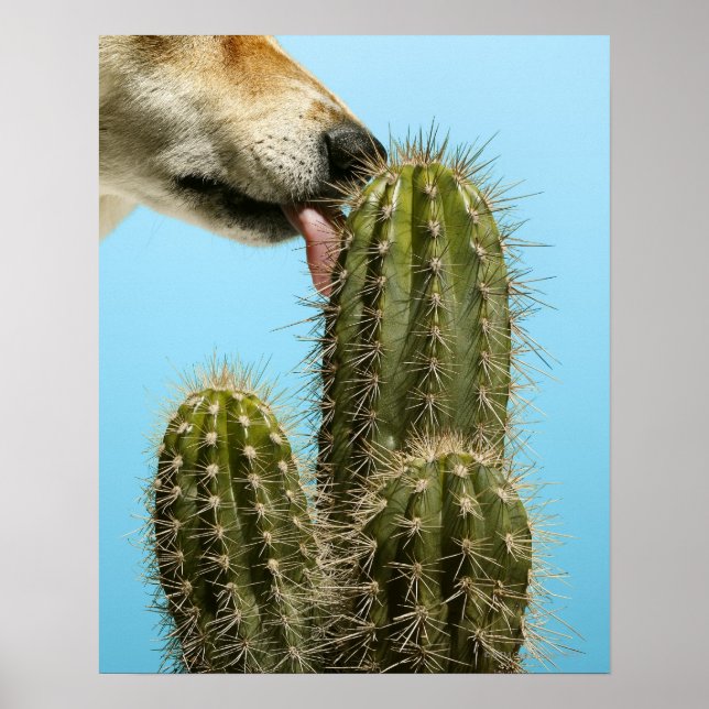Poster Chien léchant cactus, gros plan (Devant)