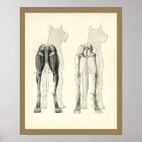 Chien Leg Skeleton Muscle Anatomie Imprimer